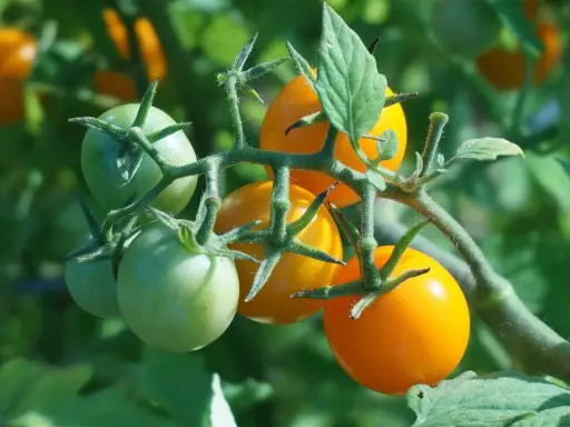 Tomates "Honey Moon" vertes et orangées sur leur tige, promettant une récolte savoureuse.