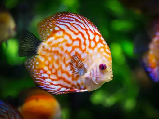 Un pesce disco dai colori vivaci, con striature arancioni e bianche, nuota in un acquario. Quante specie di pesci esistono?