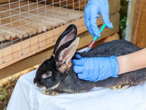 Tierarzt impft Kaninchen. Die Frage, wie oft Kaninchen impfen, ist wichtig für die Gesundheit.