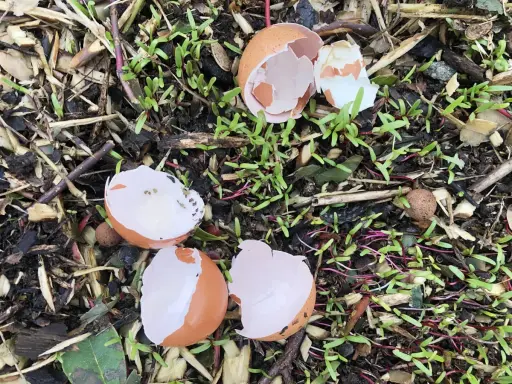 Coquilles d'œufs brisées parsèment un sol de jardin, entourées de jeunes pousses vertes et de copeaux de bois.
