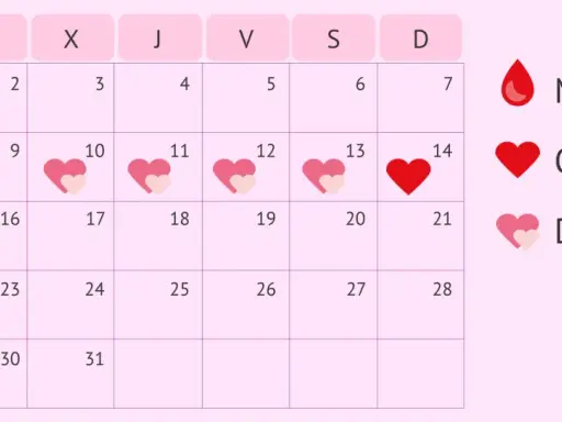 Calendario menstrual. La ovulación dura un día, marcado con un corazón rojo. Los días fértiles son los que rodean la ovulación.