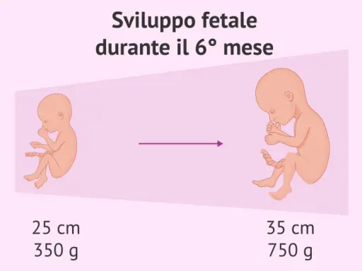 Sviluppo fetale nel 6° mese: un feto di 25 cm e 350 g evolve a 35 cm e 750 g.