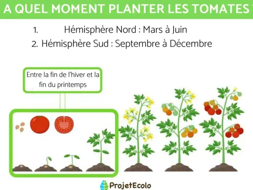 Illustration du cycle de vie de la tomate, de la graine au fruit mûr. L'image indique jusqu'à quand peut-on planter des tomates : mars-juin (Nord) et sept-déc (Sud).