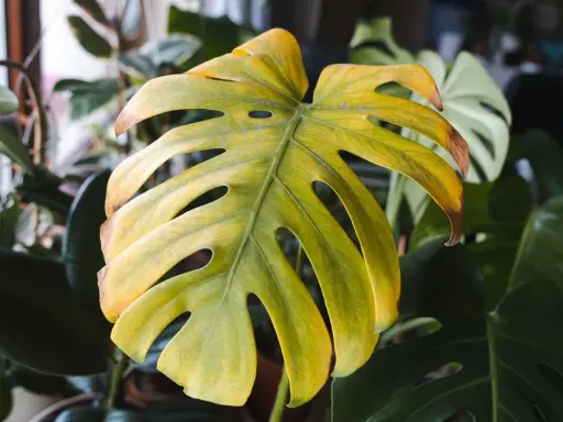 Monstera żółkną liście, z brązowymi brzegami. W tle inne rośliny.