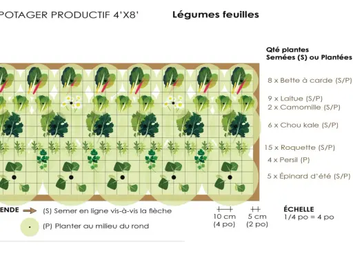 Plan d'un potager de légumes feuilles pour le semis de printemps : laitues, épinards, roquette, persil, chou kale, bette à carde et camomille.