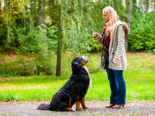 Kobieta uczy psa komendy siad w parku. Pies siedzi, patrząc na nią z uwagą.