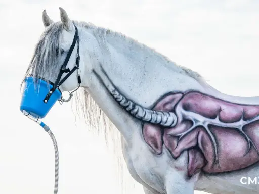 Ein weißes Pferd mit gemalter Lunge und Luftröhre erhält eine Inhalationstherapie über eine blaue Maske.