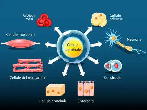 La cellula staminale è il punto di partenza per diversi tipi di cellule staminali, tra cui globuli rossi, cellule muscolari, neuroni e condrociti.