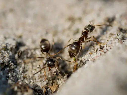Dwie mrówki na piasku. Szukasz naturalnych sposobów na mrówki? Te pracowite owady mogą być uciążliwe.