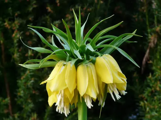 Fritillaire impériale jaune, ses clochettes pendantes et ses feuilles vertes dressées, une couronne florale majestueuse.