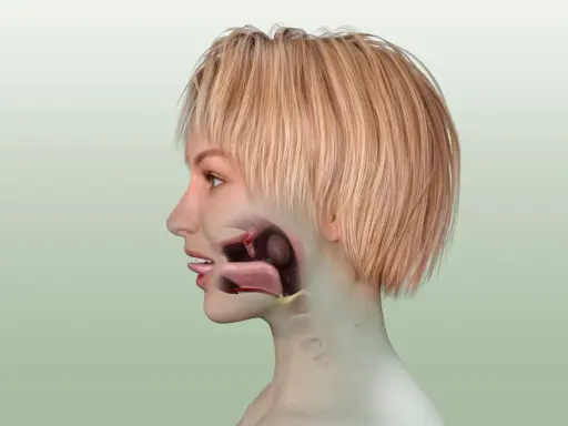 Illustration av en kvinnas huvud i profil med en genomskärning som visar munhåla, svalg och struphuvud. De stora halsmandlarna syns tydligt.