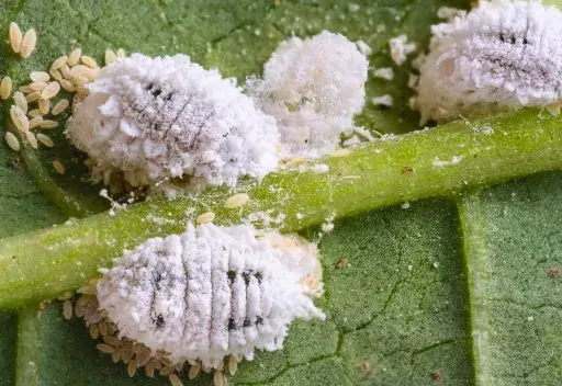 Gros plan d'un insecte blanc cotonneux, un nuisible commun sur une plante verte.