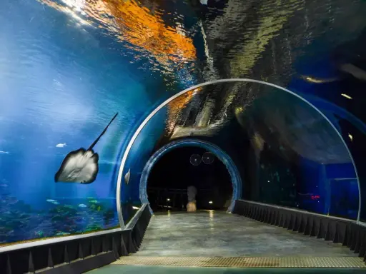 Afrykarium Wrocław: Rekiny, tunel, karmienie planuj wizytę!