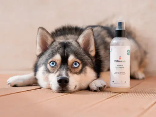 Un chien au regard bleu intense repose à côté d'un spray répulsif naturel. Ce produit est une huile essentielle contre les tiques, puces et moustiques pour chien.