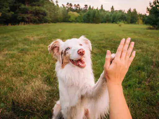 Un chien blanc et brun donne une patte en signe de réussite en dressage.