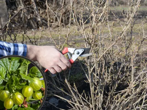 Jak przycinać porzeczkoagrest? Maksymalne plony i zdrowy krzew