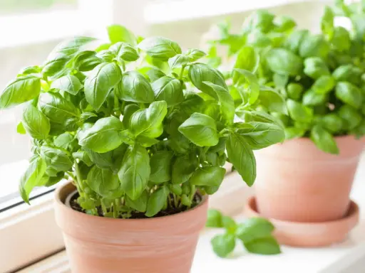 Deux pots de basilic frais sur un rebord de fenêtre. Apprenez comment conserver le basilic pour profiter de son arôme toute l'année.