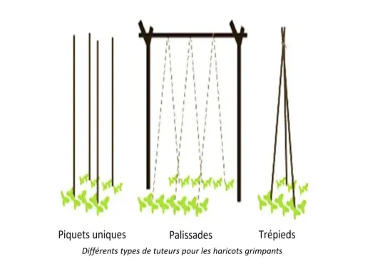 Trois méthodes de tuteur haricot vert grimpant : piquets, palissades et trépieds.