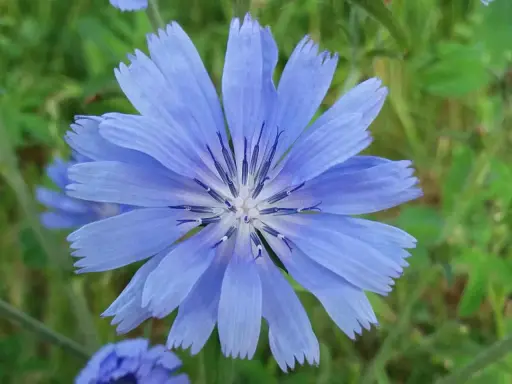 Eine blaue Wegwarte-Blüte mit gezackten Blütenblättern und dunklem Zentrum. Ihre Wurzel ist bekannt für ihre gesundheitlichen Vorteile.