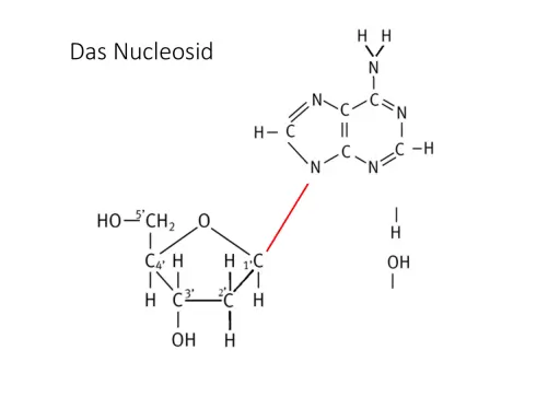 Chemische Struktur eines Nukleosids, bestehend aus einer Zuckerkomponente und einer stickstoffhaltigen Base, verbunden durch eine glykosidische Bindung.