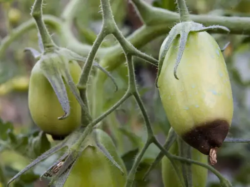 Tomate verte sur sa tige, une présente une tache noire à son extrémité, signe d'une tomate cul noir.