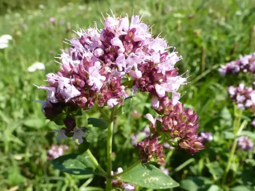 Ein Blütenstand von wildem Dost mit zarten rosa und lila Blüten vor einer grünen Wiese.