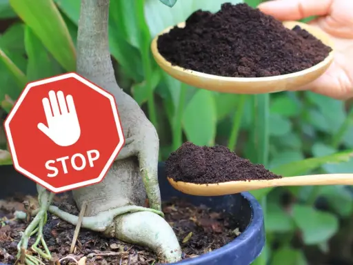 Stop! Fusy z kawy nie są dobre dla wszystkich roślin. Uważaj, zanim dodasz je do ziemi.