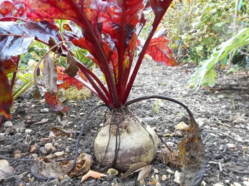 Betterave rouge avec ses feuilles rouges et son bulbe dans la terre.