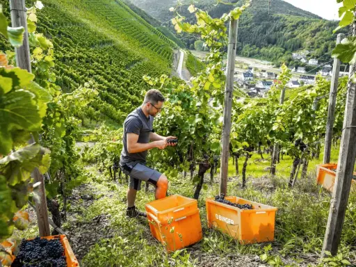 Winzer erntet Trauben für Furmint Wein in einem steilen Weinberg. Zwei orangefarbene Kisten sind gefüllt.