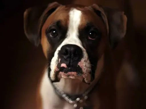 Un magnifique boxer chien au regard intense, avec une liste blanche sur le front et un collier argenté.