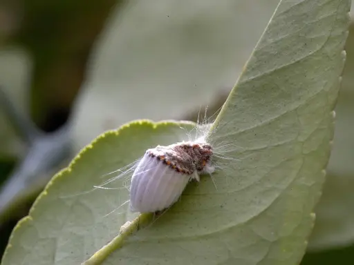 Cochenille du citronnier, un ravageur qui peut être combattu par un traitement naturel.
