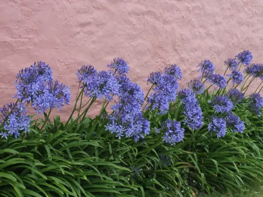 Gros plan sur des agapanthes bleues éclatantes devant un mur rose texturé. L'entretien des agapanthes est simple pour profiter de ces fleurs spectaculaires.