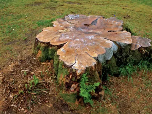 Gros tronc d'arbre couvert de mousse, prêt à pourrir. La nature reprend ses droits, montrant comment faire pourrir une souche naturellement.