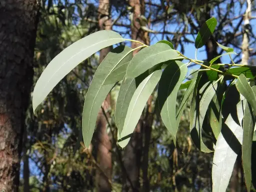 Feuilles d'eucalyptus radié, source de l'huile essentielle aux multiples vertus.