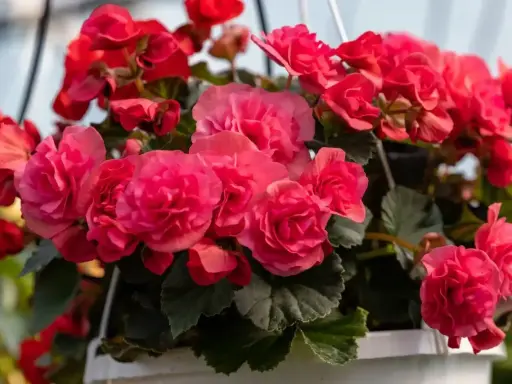 Kaskada różowych i czerwonych kwiatów begonia. Piękna begonia uprawa w wiszącej donicy, pełna życia i koloru.