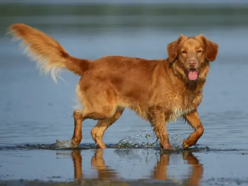 Radosny retriever z Nowej Szkocji pluska w wodzie, machając puszystym ogonem.