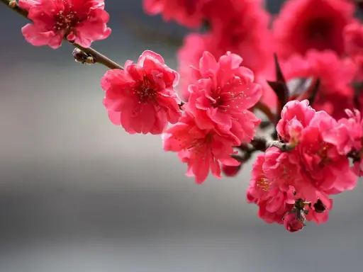 Fiori rosa vivaci su un ramo, un'immagine gratuita di Pixabay che cattura la bellezza della primavera.