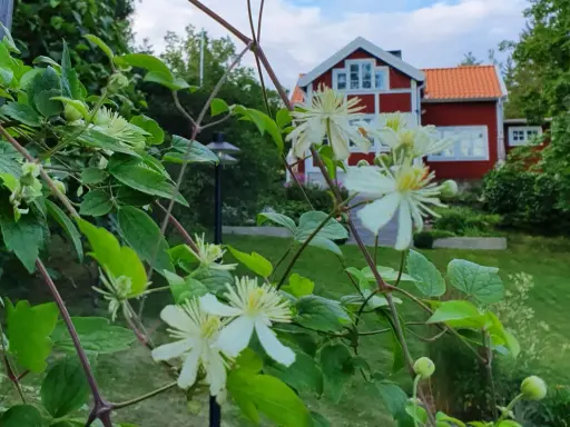 Vit klematis klättrar på en spaljé framför ett rött hus med vita knutar.