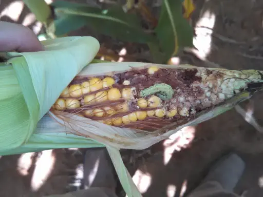 A hand peels back the husk of a corn cob, revealing damage from a corn bug. The light green caterpillar is visible amidst the kernels and chewed-up cob.