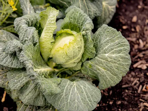 Ein grüner Kohlkopf mit zerknitterten Blättern, bereit für die wirsing erntezeit.