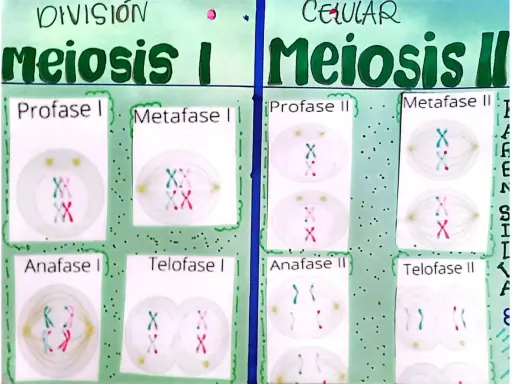 Diagrama de la meiosis I y II. La telofase I muestra dos células hijas con cromosomas duplicados.