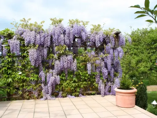 Kwiaty wisterii w donicy tworzą fioletowy wodospad na drewnianej pergoli.