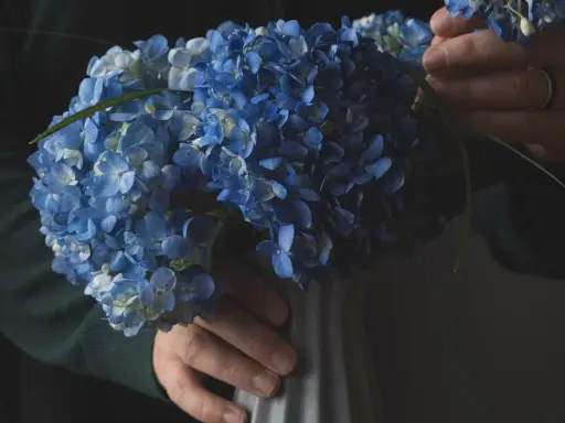 Un bouquet d'hortensias bleus, prêts à être mis en terre pour un jardin éclatant.