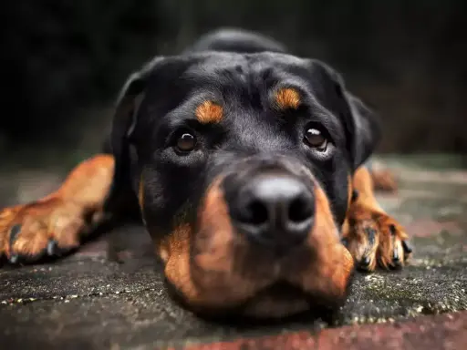 Czujny pies stróżujący rasy Rottweiler leży na kamiennej posadzce, gotów do obrony.