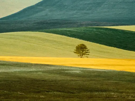 Un singolo albero solitario su un campo giallo, un paesaggio ondulato che ricorda lo stile di Franco Fontana.