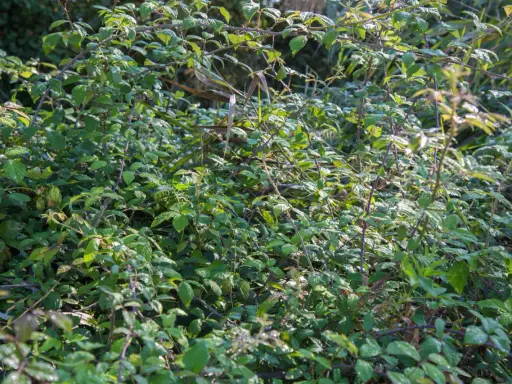 Un enchevêtrement dense de ronces vertes et épineuses. Une image qui fait réfléchir sur comment se débarrasser des ronces définitivement.