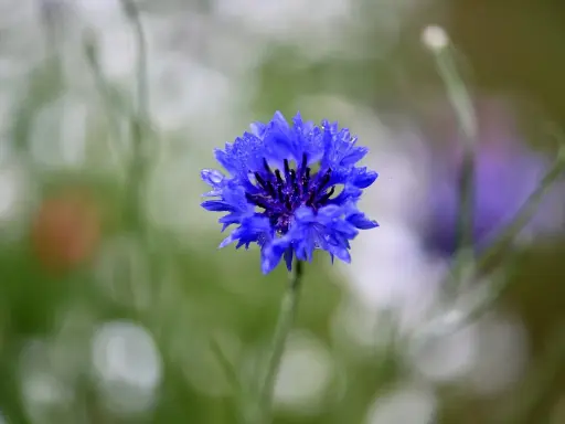Fleur de bleuet, ornée de gouttes d'eau. Une beauté qui peut cacher un danger, comme l'eau de bleuet.