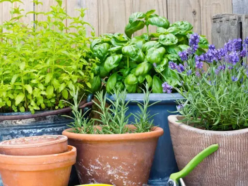 Maceta con menta, albahaca, romero y lavanda, plantas para ahuyentar mosquitos.