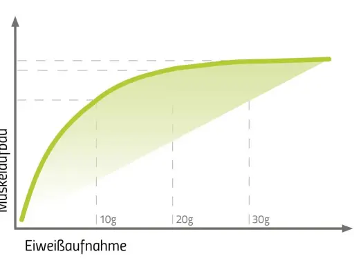 Grafik zeigt, wie Muskelaufbau mit Eiweißaufnahme steigt. Ab 2g Protein pro kg Körpergewicht flacht die Kurve ab.