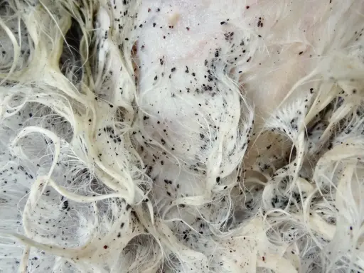 Gros plan sur un pelage blanc infesté de puces noires. La question "en combien de temps les puces meurent" est une préoccupation majeure pour les propriétaires d'animaux.